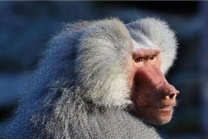 Are baboons stronger than humans?