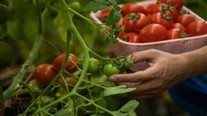 Are better bush tomatoes Good?