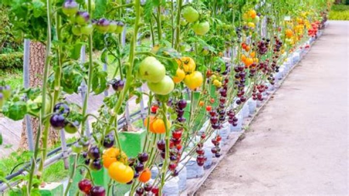 Are heirloom tomatoes easy to grow?