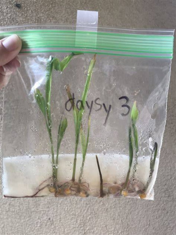 Can botulism grow in Ziploc bags?