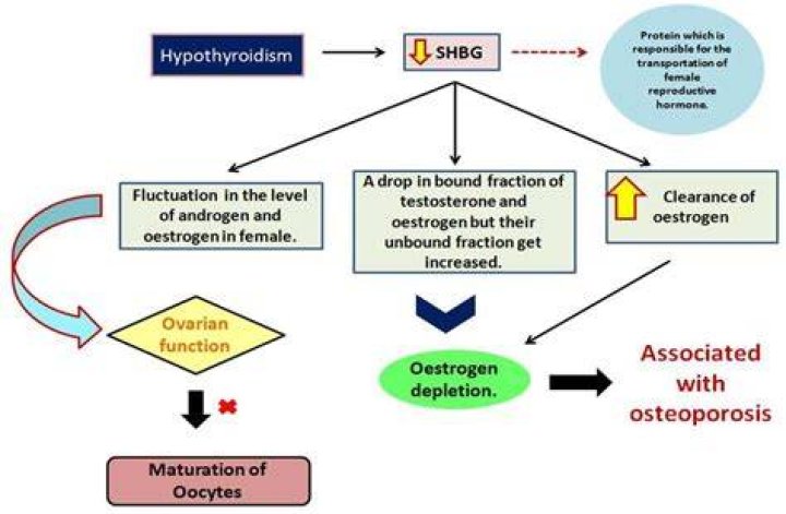 Can CoQ10 affect thyroid?