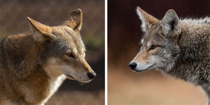 Can coyotes breed with wolves?