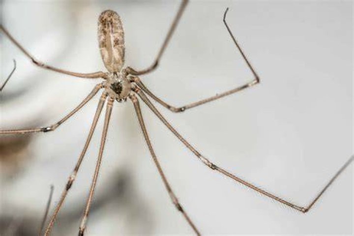 Can daddy long legs hear you?