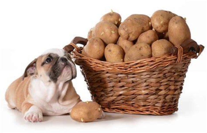 Can dog eat potatoes?