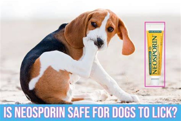 Can dogs lick Neosporin?