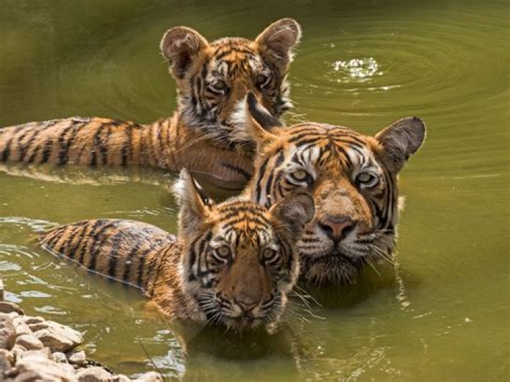 Can I adopt a tiger cub in India?