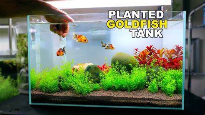 Can I put a goldfish in tap water?
