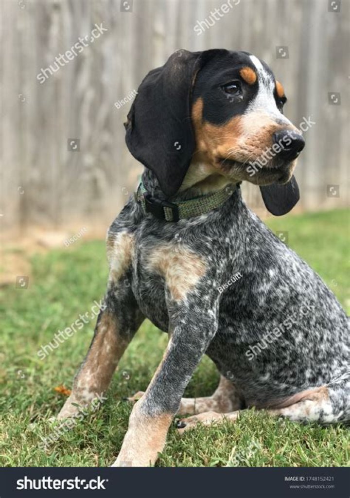 Can you buy a blue tick?