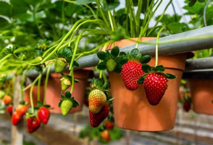 Can you plant strawberries close together?