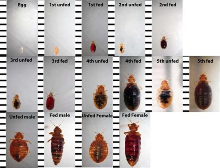 Can you see bed bugs?