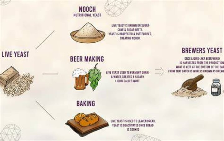 Can you use normal yeast for brewing?