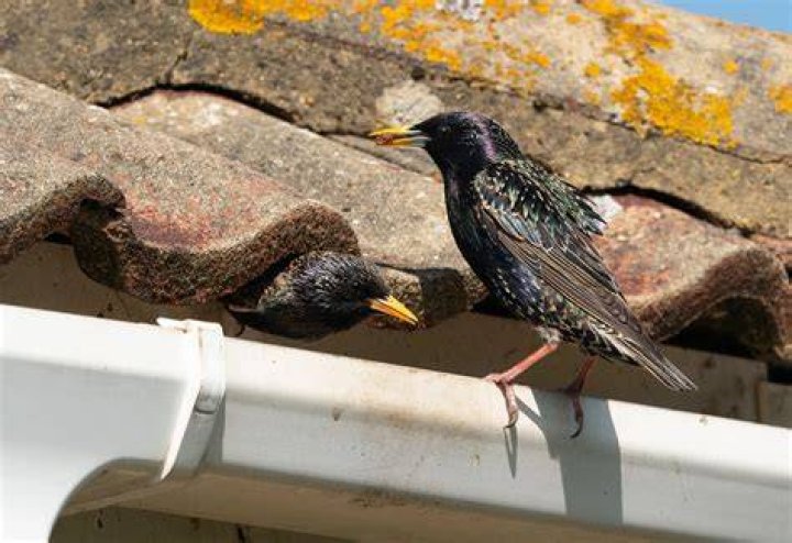 Do birds nest in Leylandii?