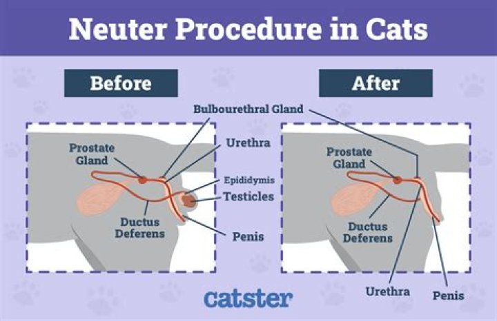 Do cats have a uvula?