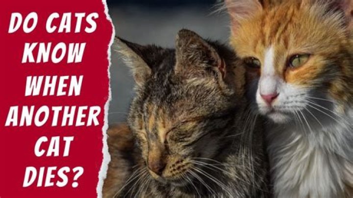 Do cats know when another cat has died?