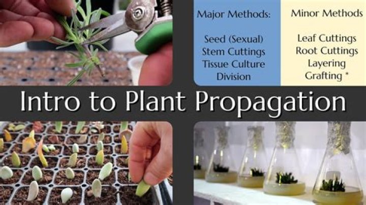 Do propagated plants need fertilizer?