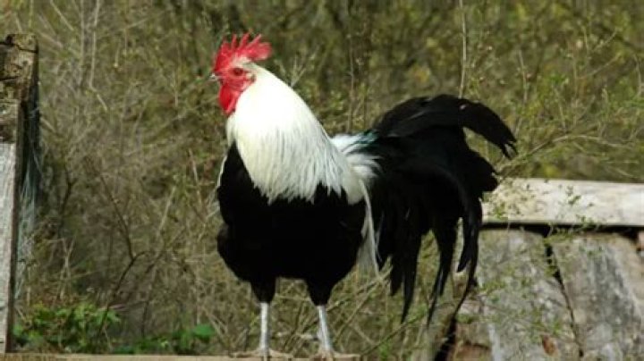 Do we eat male animals?