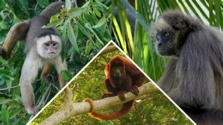Does 5G harm wildlife?