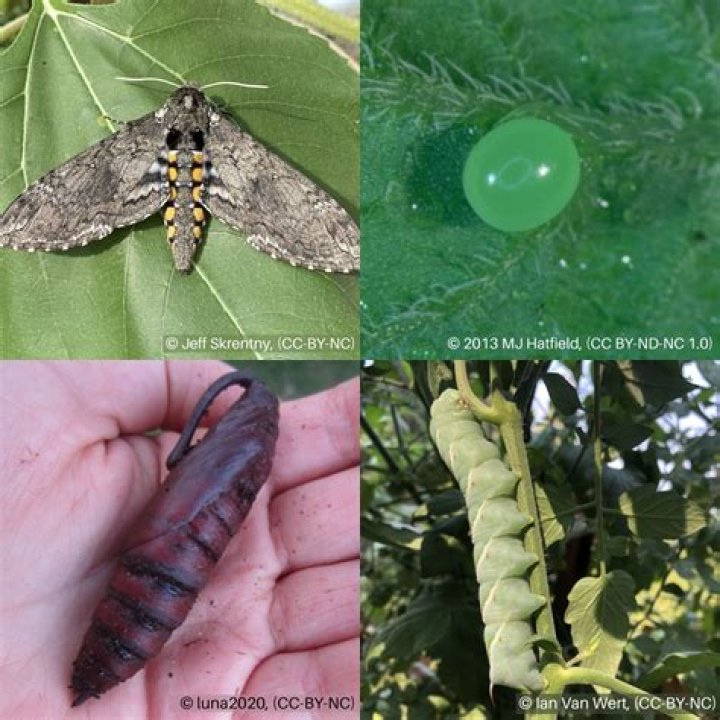 Does a tomato hornworm turn into a hummingbird moth?