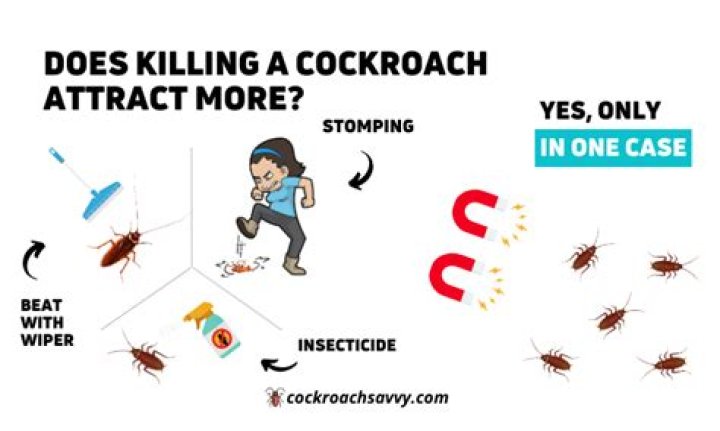 Does crushing a cockroach attract more?