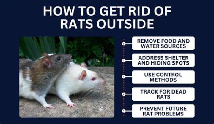 Does onion get rid of rats?