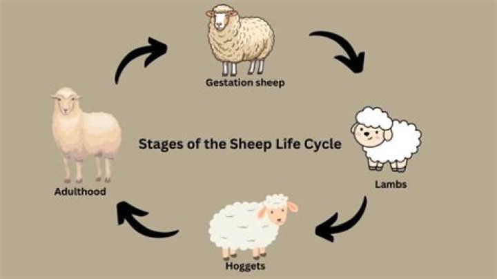 How did sheep get chlamydia?