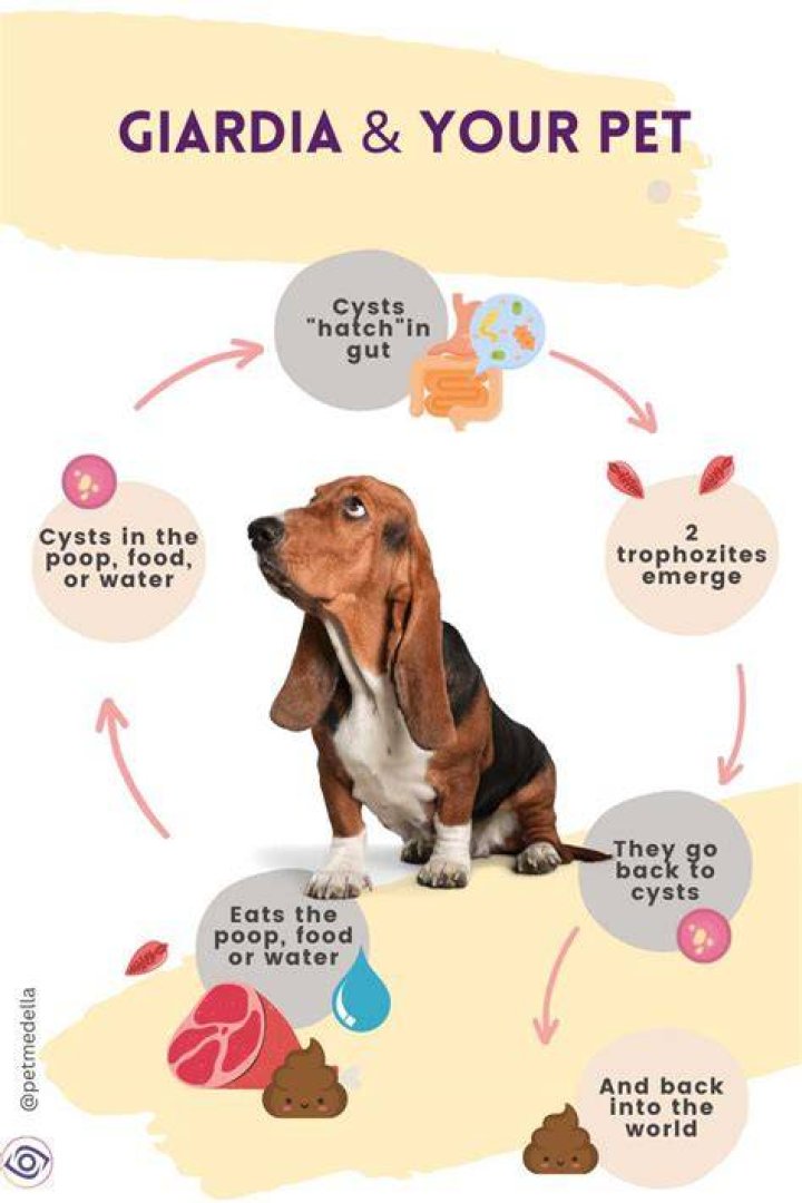 How do dogs get Giardia?