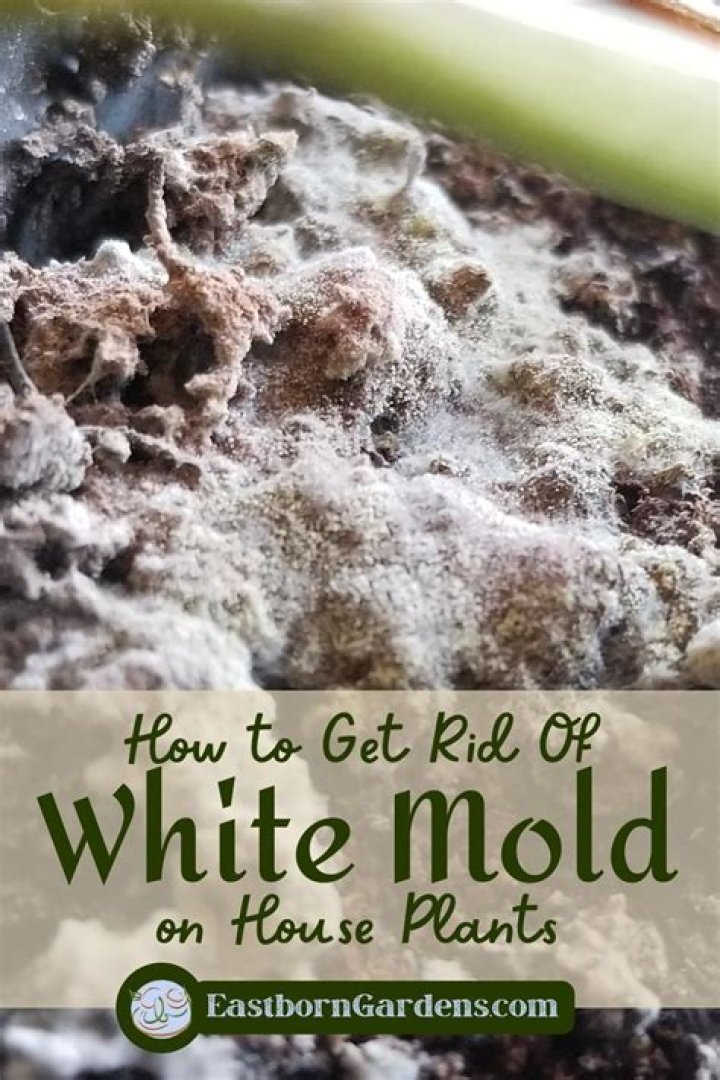 How do I get rid of white moths on my plants?