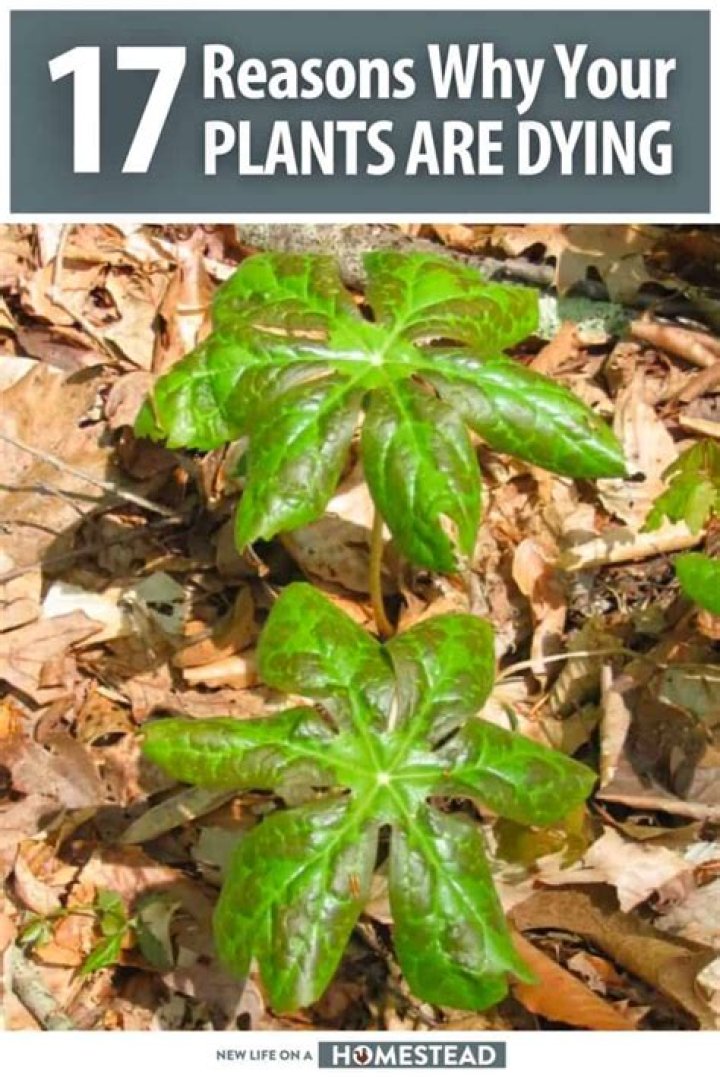 How do I know if my plants are dying?