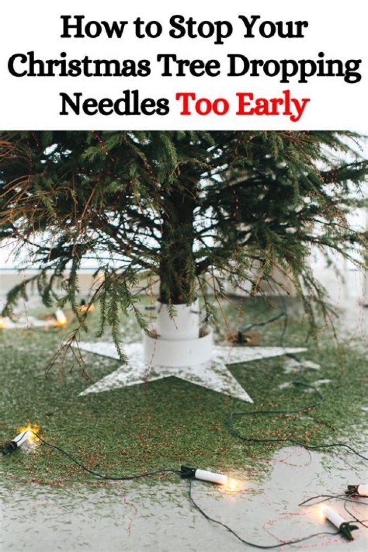 How do I stop my Christmas tree from dropping needles?