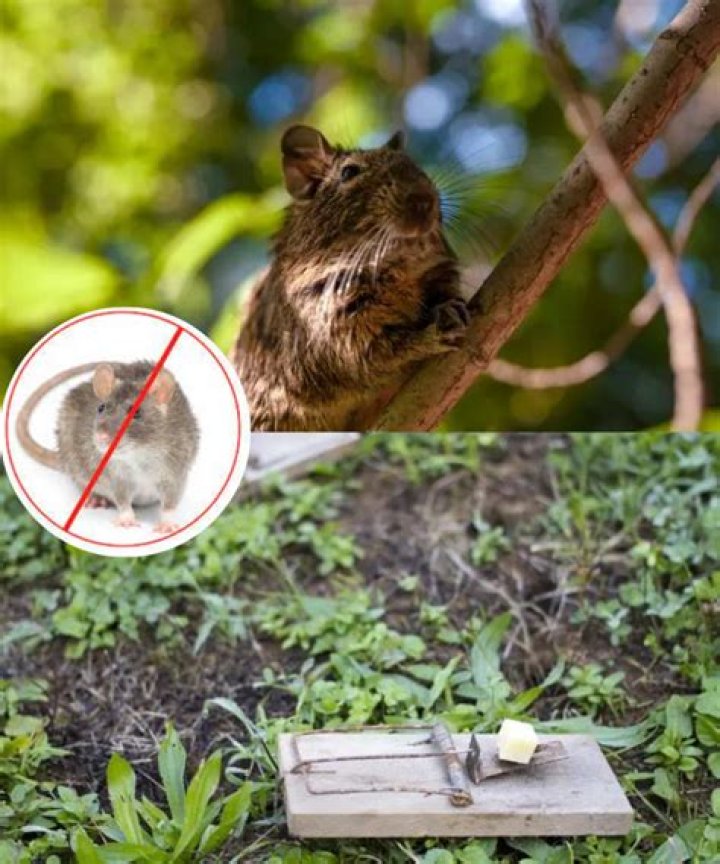 How do I stop rats climbing my trees?
