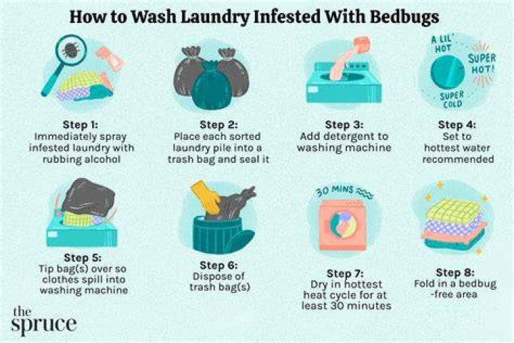 How do you clean up after bed bugs?