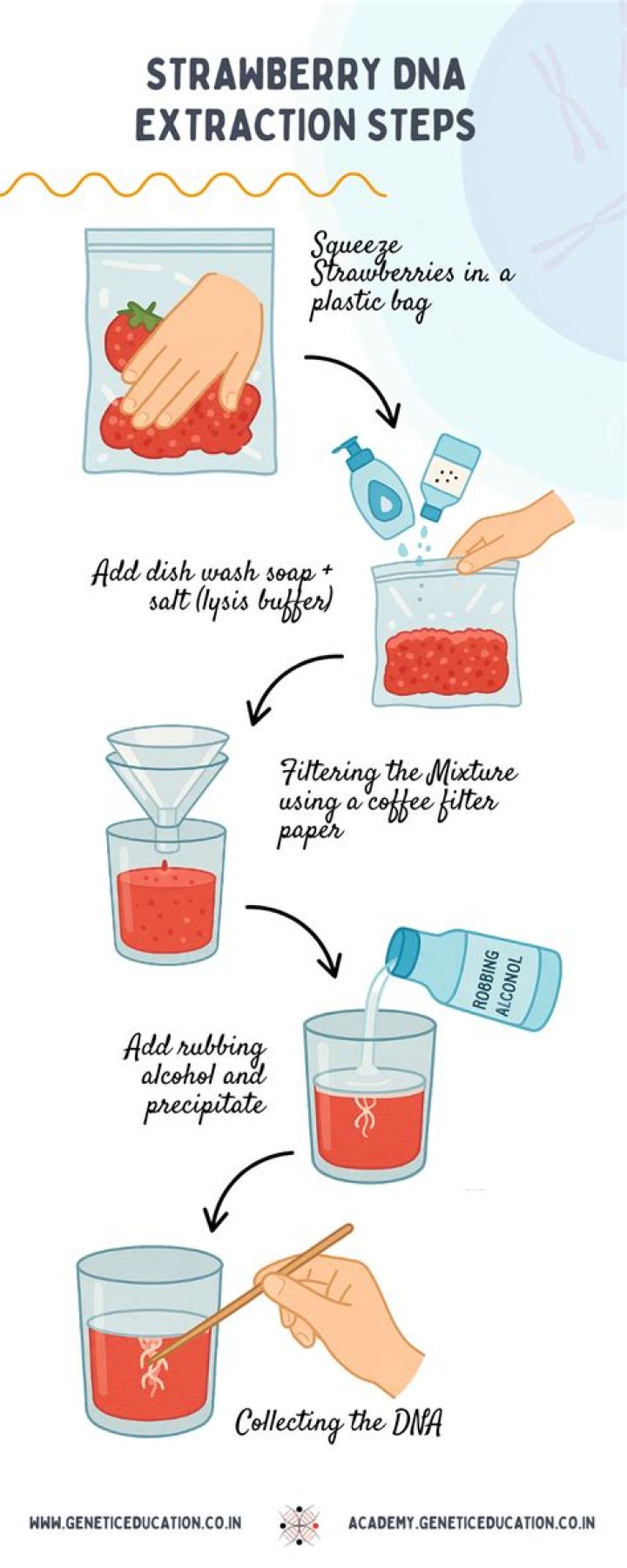 How do you extract DNA from fruit?