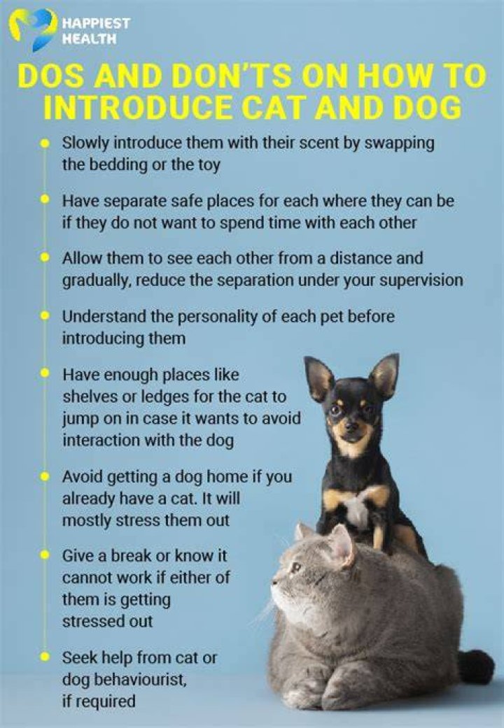 How do you introduce a cat to a large dog?