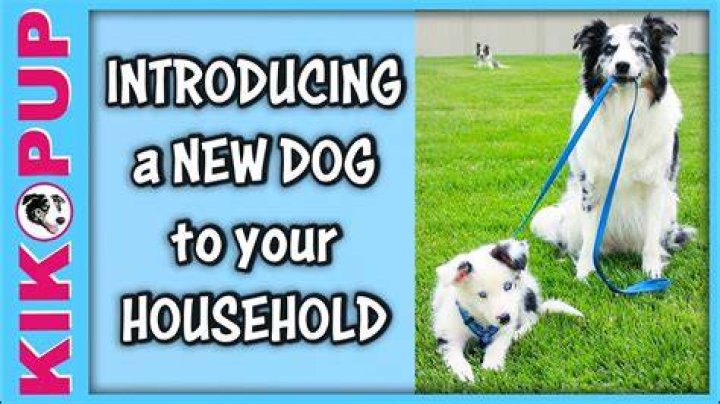 How do you introduce a new dog?