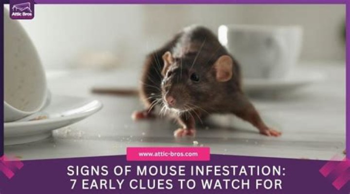 How do you know if your house is infested with mice?