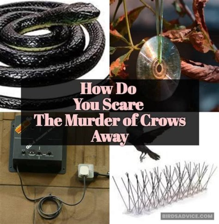 How do you scare crows away?