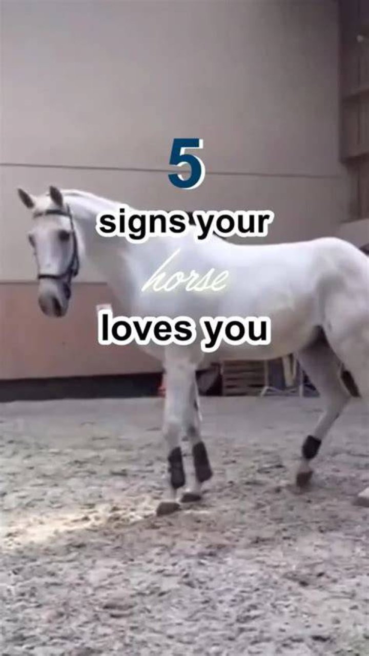 How do you tell if my horse loves me?