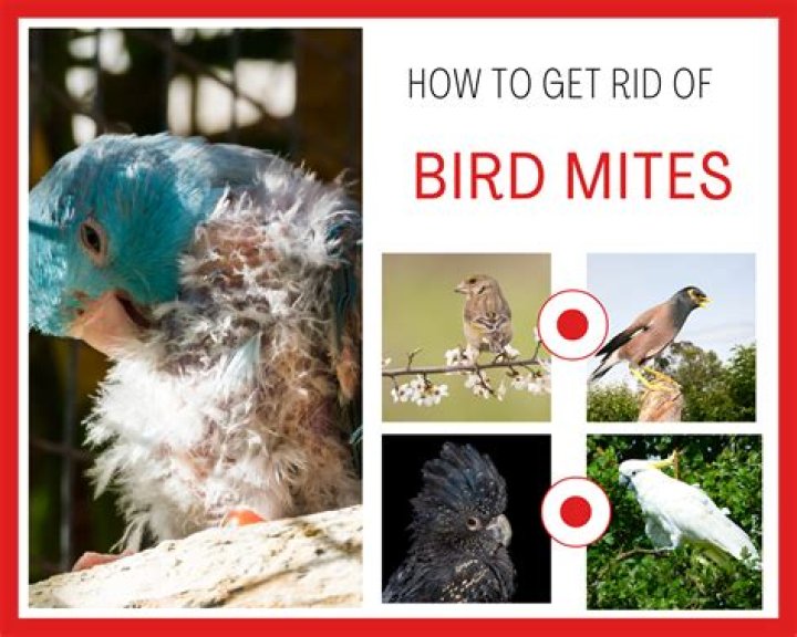 How do you treat bird mites on birds?