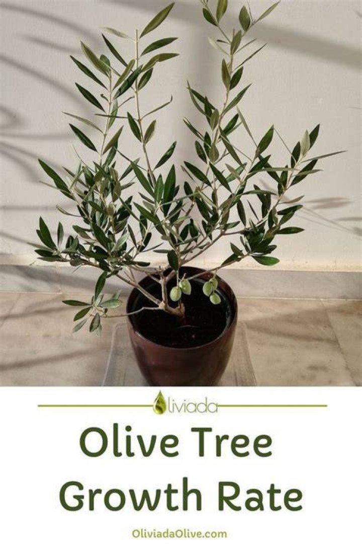How fast do olive trees grow indoors?