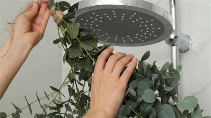 How long can you hang eucalyptus in the shower?