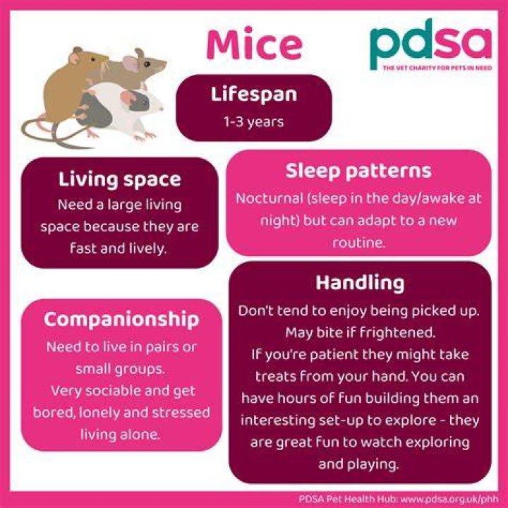 How long do mice sleep for?