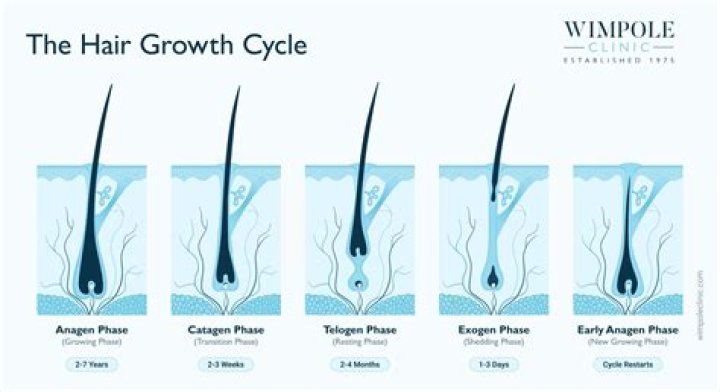How long does human hair last for?