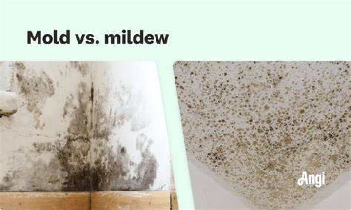 Is black mold powdery?