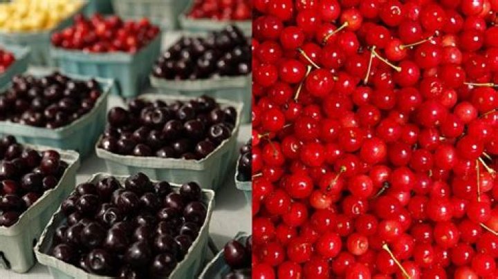 Is Cherry a berry?
