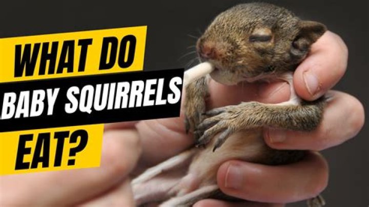 Is it OK to feed squirrels?