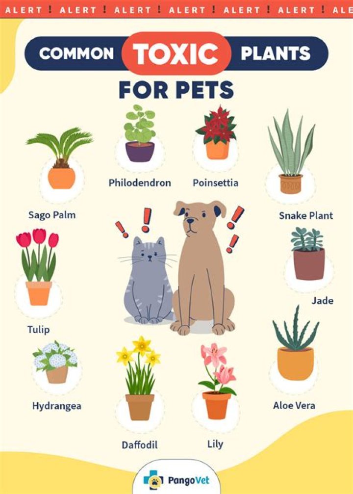 Is Jade toxic to animals?