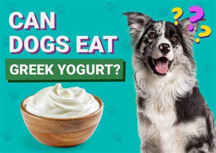Is plain Greek yogurt OK for dogs?