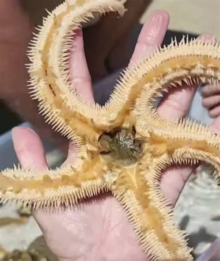 Is Starfish poisonous to dogs?