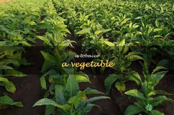 Is tobacco a vegetable?