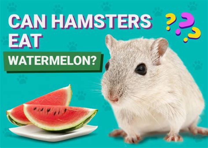 Is watermelon OK for hamsters?
